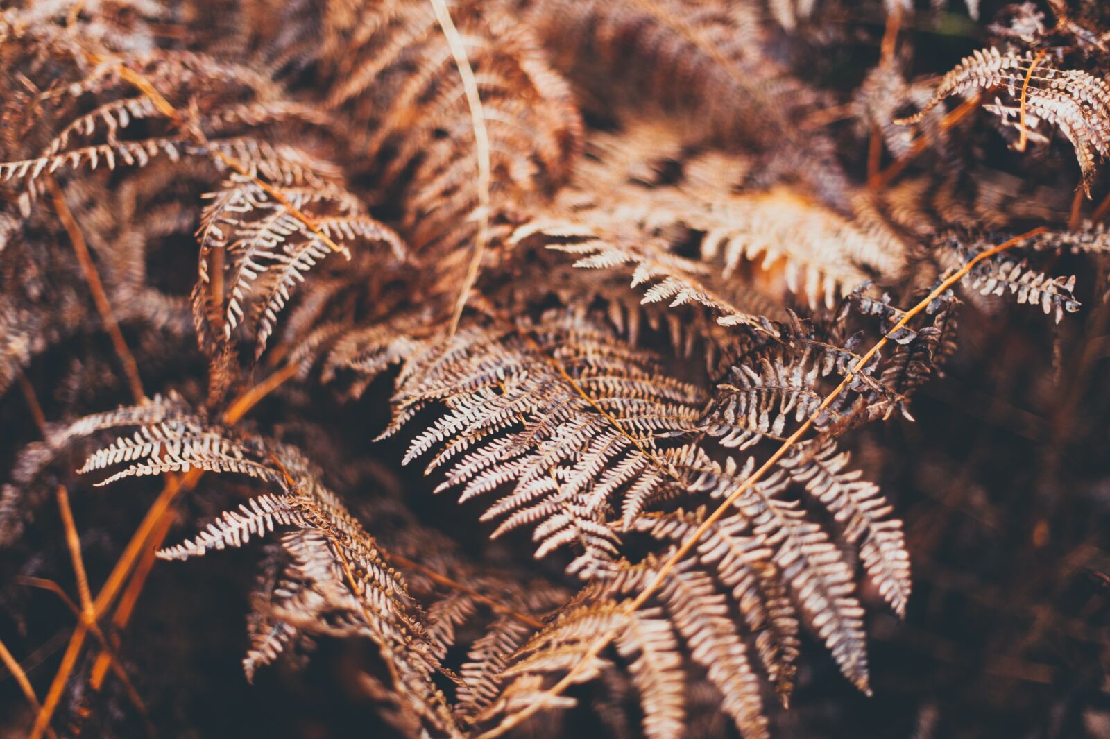 Nikon D700 sample photo. Blur, close-up, environment photography