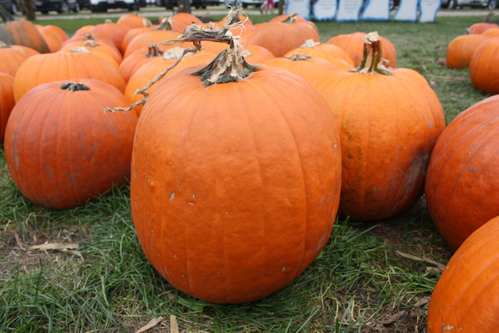 Canon EOS 450D (EOS Rebel XSi / EOS Kiss X2) sample photo. Pumpkin, autumn, orange photography