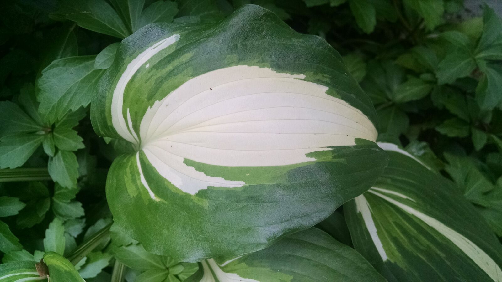 Motorola Moto X (1st Gen) sample photo. Green, hosta, plant, white photography