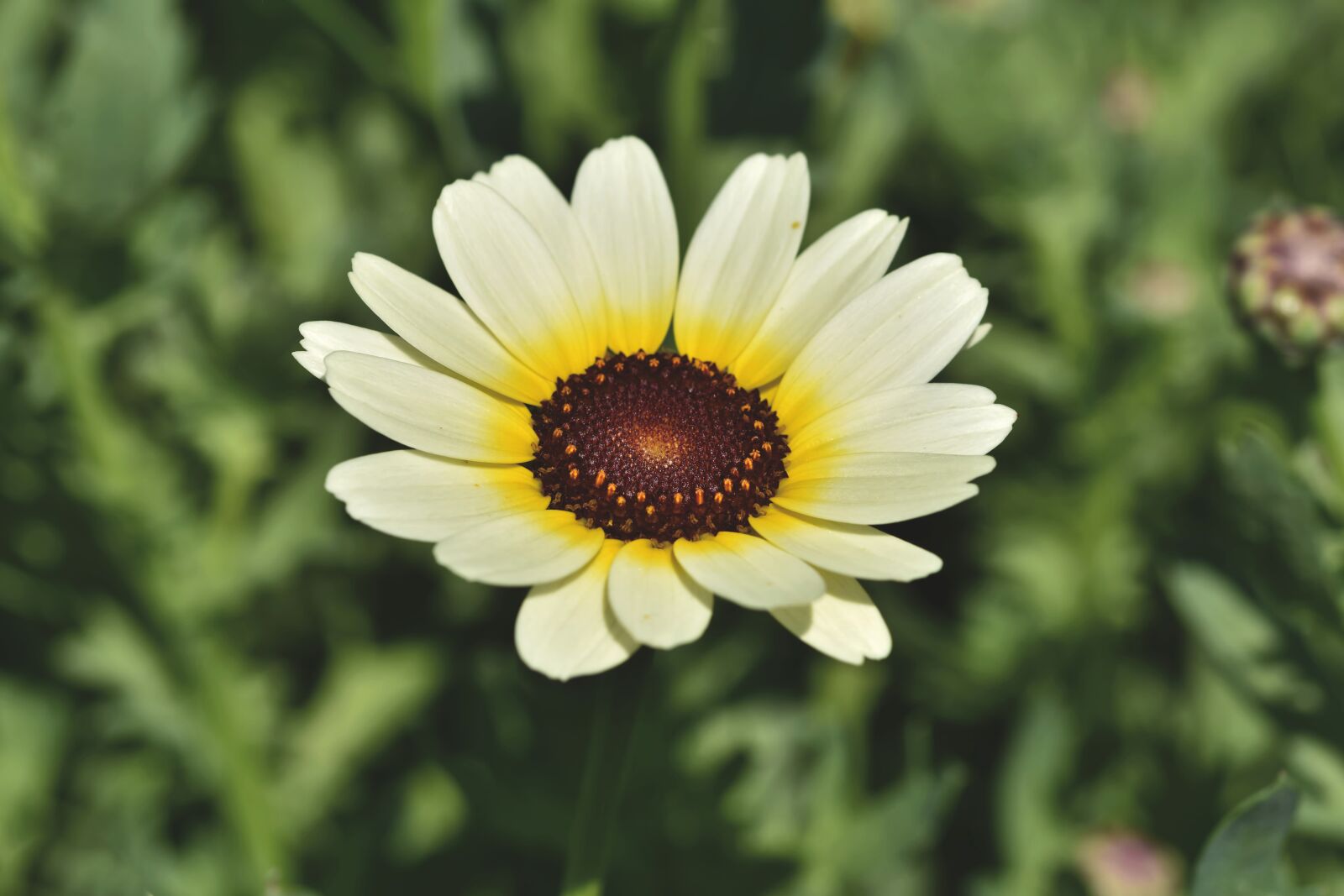 Nikon D7200 sample photo. African daisy, geese flower photography