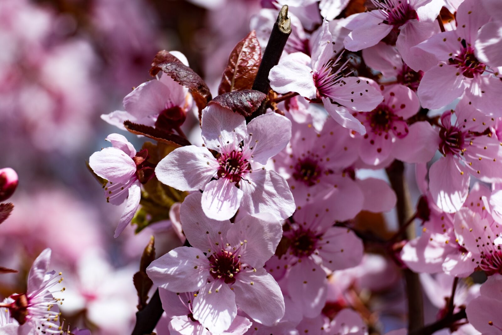 Fujifilm XF 55-200mm F3.5-4.8 R LM OIS sample photo. Flower, plum, spring photography