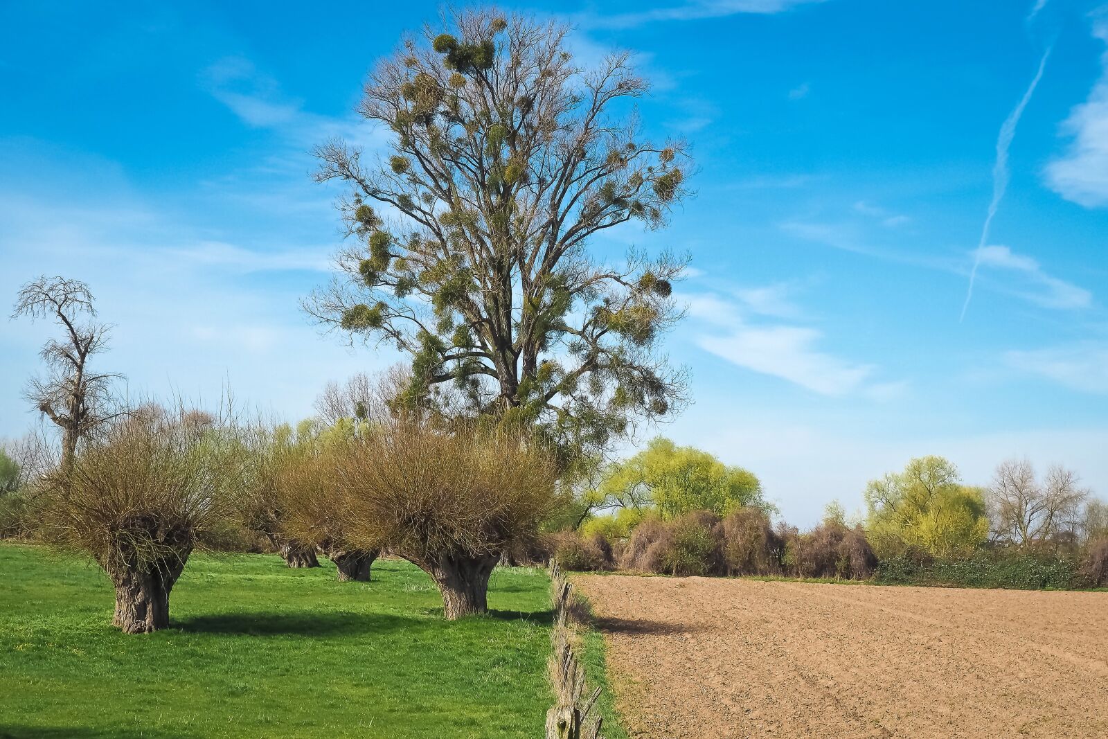 Olympus OM-D E-M10 sample photo. Landscape, meadowlands, trees photography