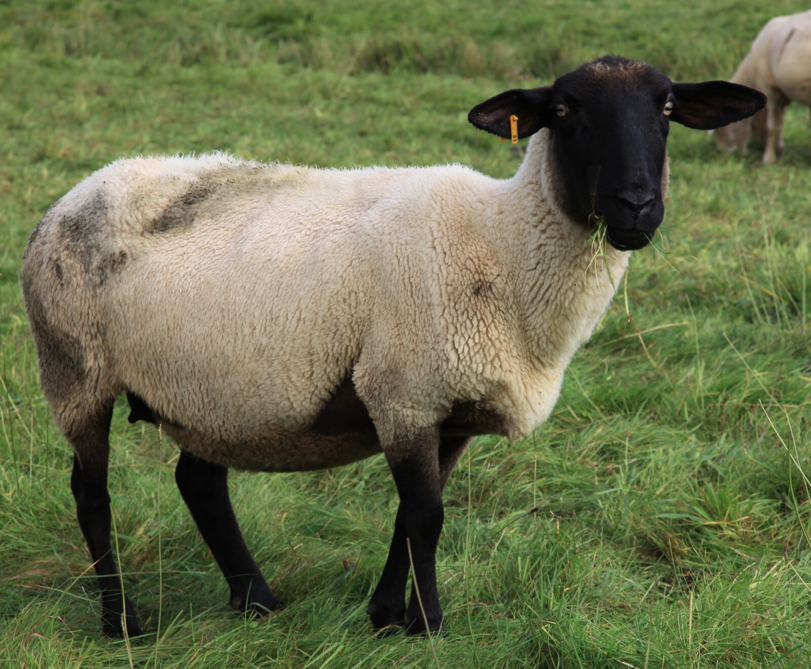 Canon EOS 5D Mark II sample photo. Sheep, wool, sheepskin photography