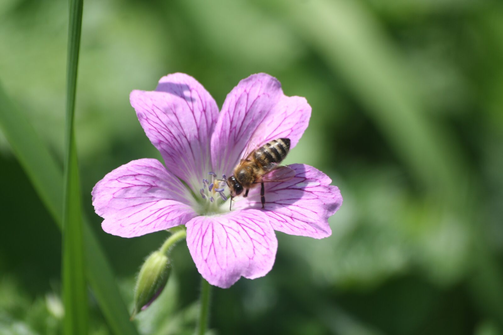 Canon EOS 1000D (EOS Digital Rebel XS / EOS Kiss F) sample photo. Bee, insect, pollination photography