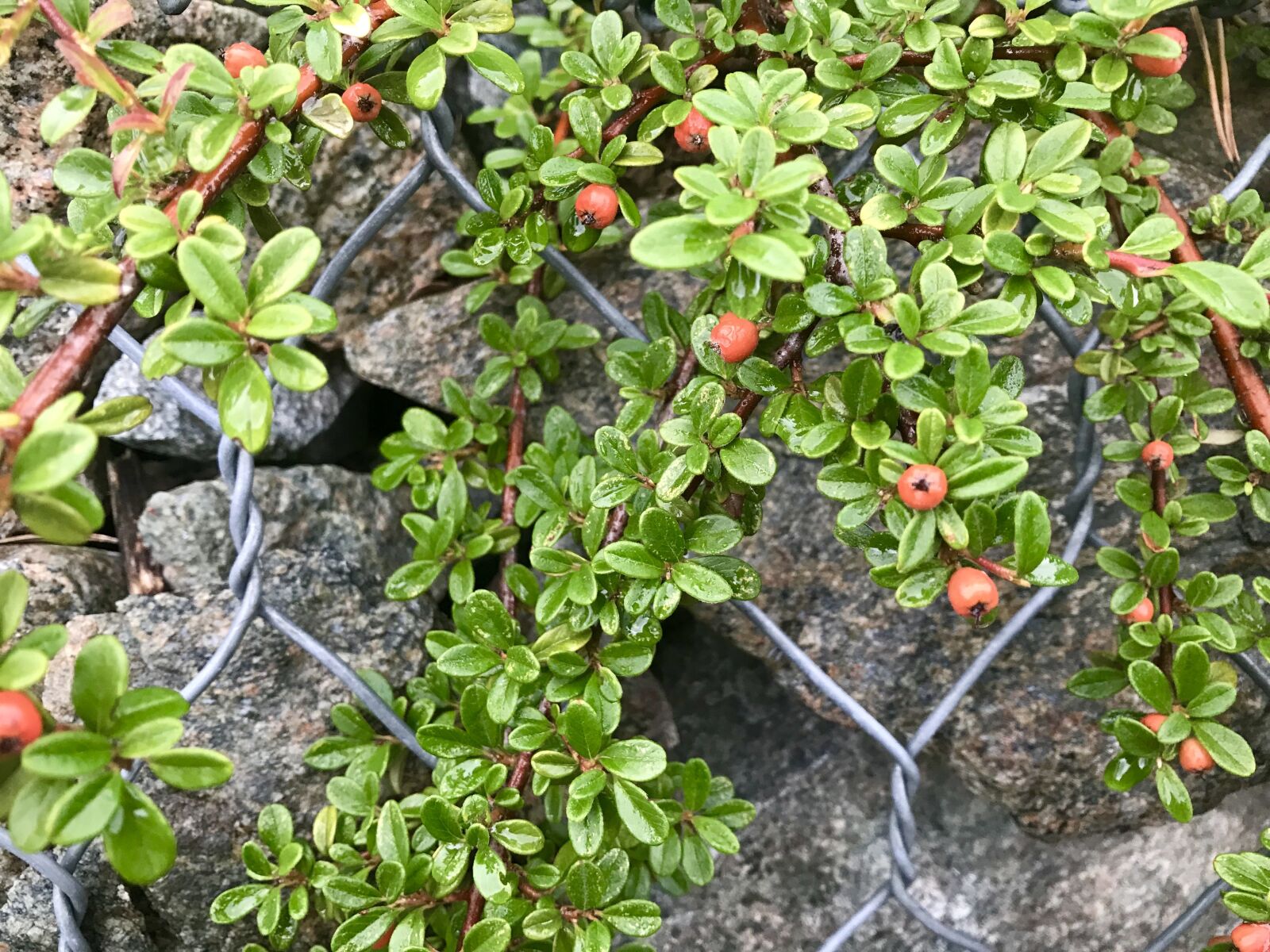 Apple iPhone 7 sample photo. Autumn, nature, landscape photography