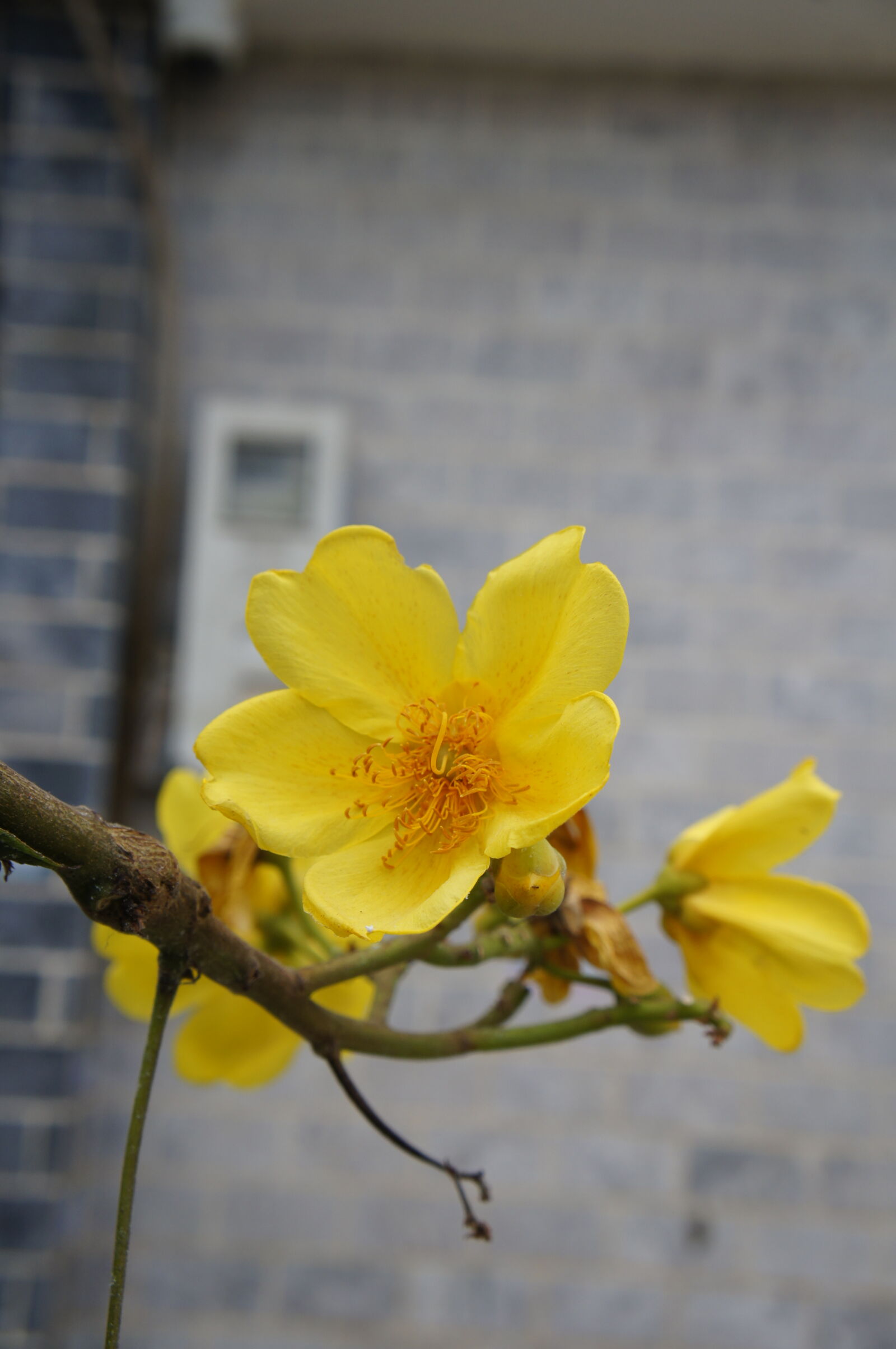 Sony E 18-55mm F3.5-5.6 OSS sample photo. Flowers photography