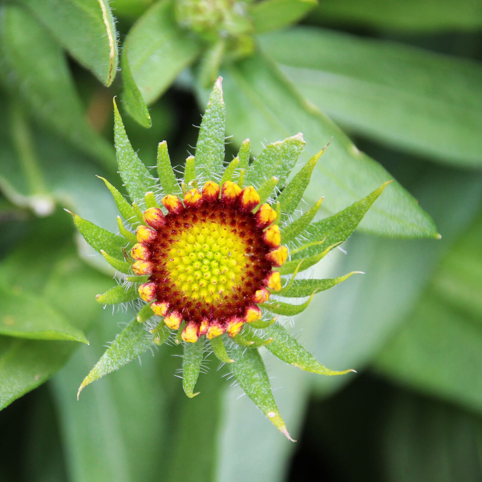 Canon EOS 700D (EOS Rebel T5i / EOS Kiss X7i) sample photo. Flower, yellow red, blossom photography