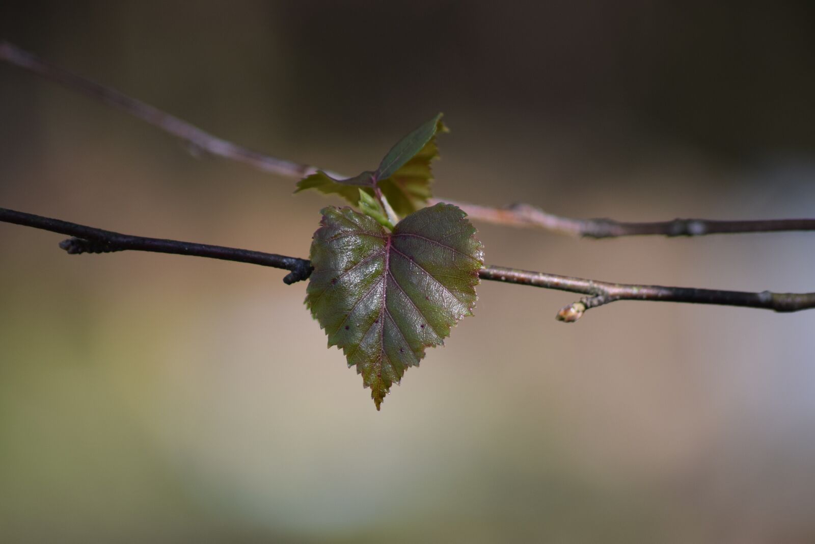 Nikon D5300 sample photo. Leaf, birch, nature photography