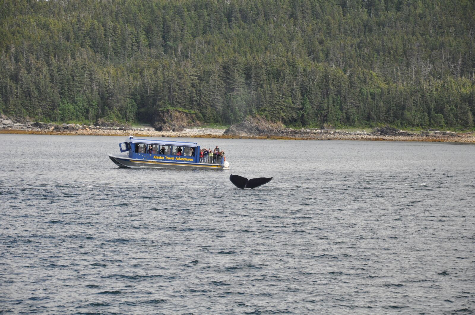 Nikon D90 sample photo. Whale watching, alaska, whale photography