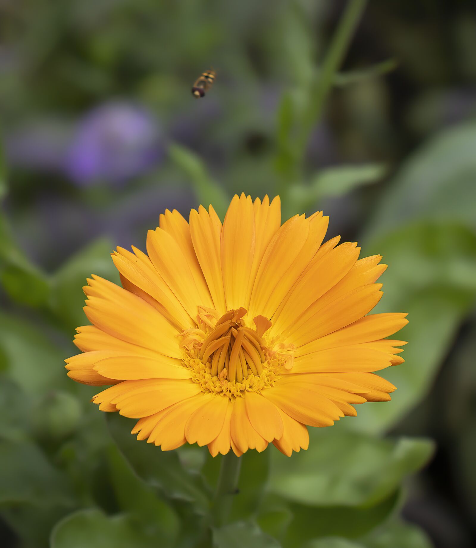 Canon EOS 800D (EOS Rebel T7i / EOS Kiss X9i) sample photo. Marigold, herb, calendula photography