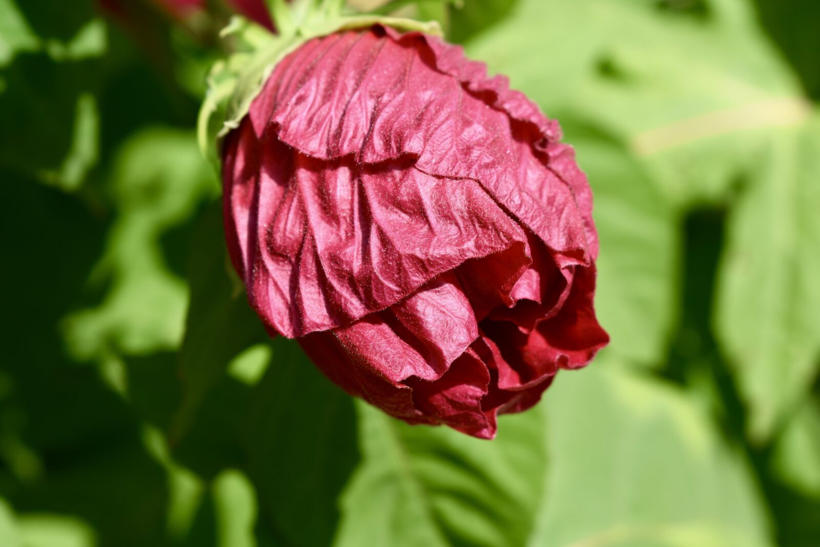 Nikon D3400 sample photo. Hibiscus, flower, bloom photography