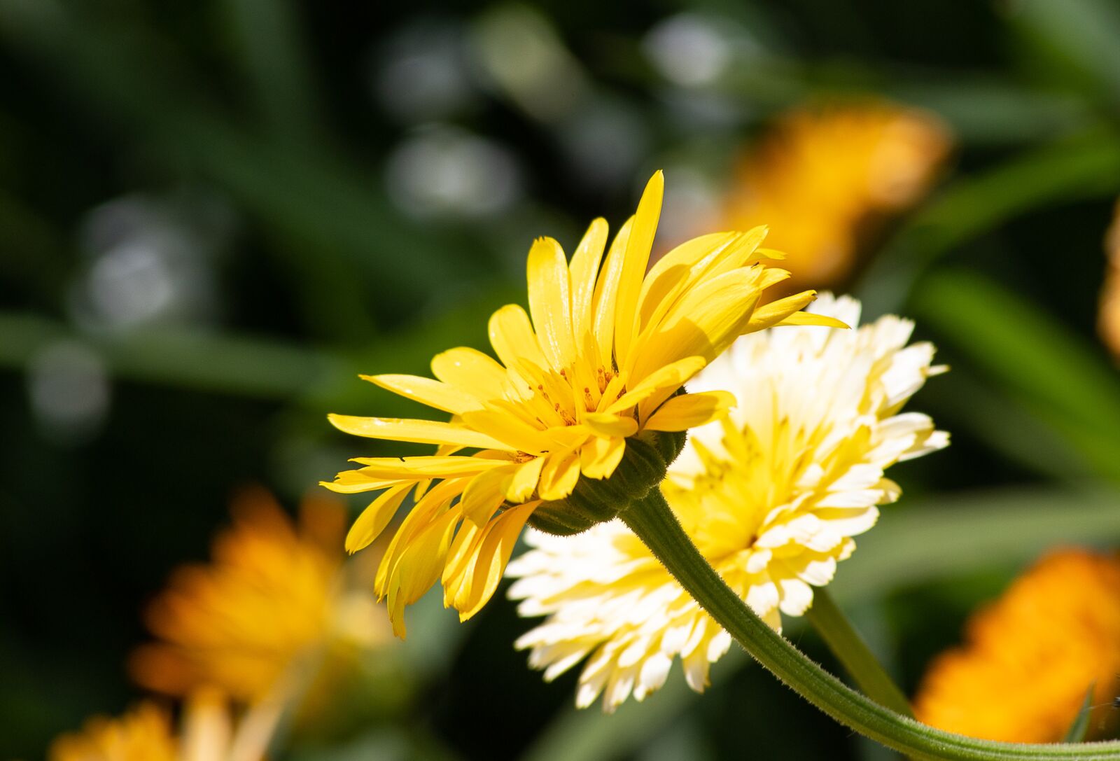 Canon EF 70-300mm F4-5.6 IS USM sample photo. Flower, plant, ornamental plant photography