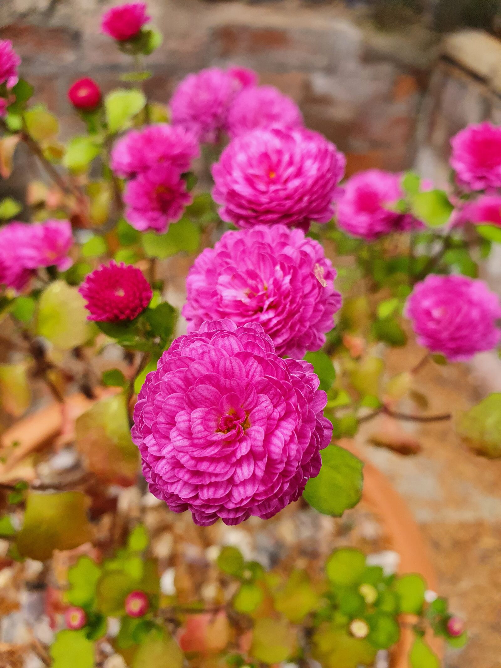 Samsung SM-G973F sample photo. Pink, flowers, flowering photography