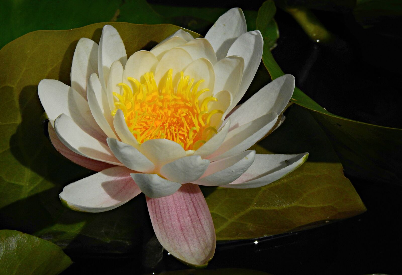 Nikon Coolpix P900 sample photo. Water lily, aquatic plant photography