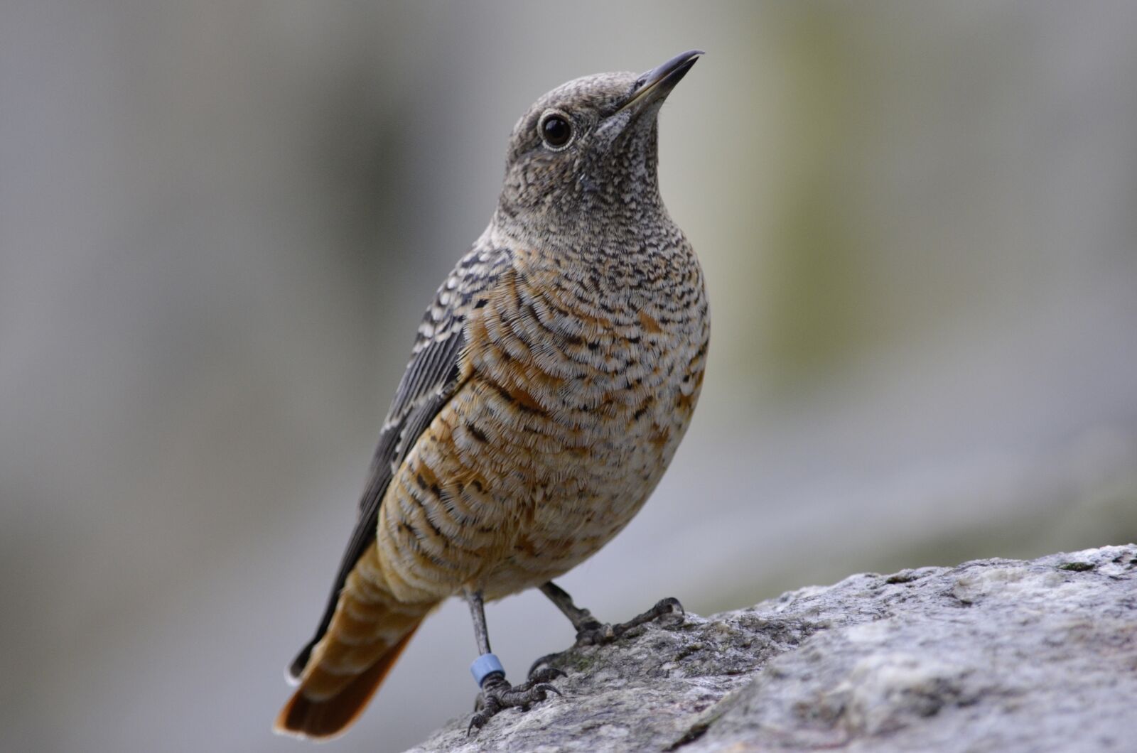 Nikon D5100 sample photo. Bird, close up, plumage photography