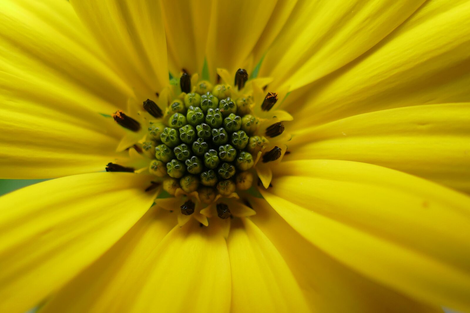 Panasonic Lumix DMC-FZ1000 sample photo. Flower, nature, blossom photography
