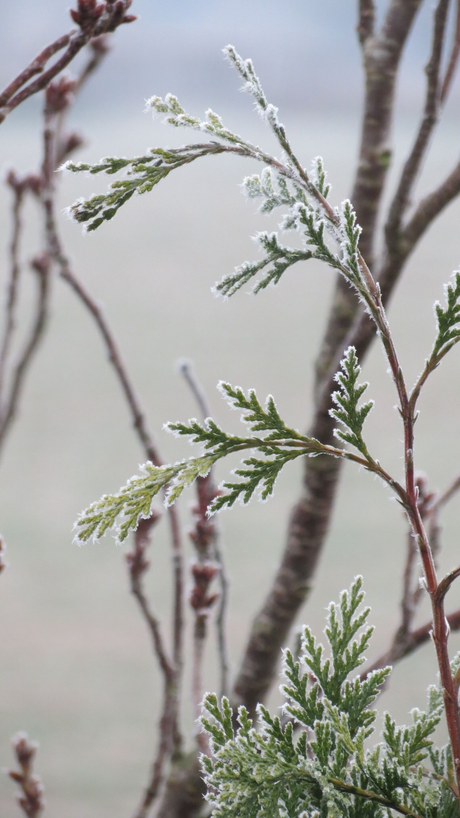 Canon PowerShot SX40 HS sample photo. Frosty conifers, winter twigs photography