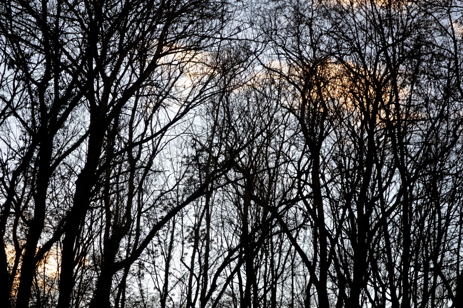 Nikon D3200 sample photo. Forest, winter, nature photography