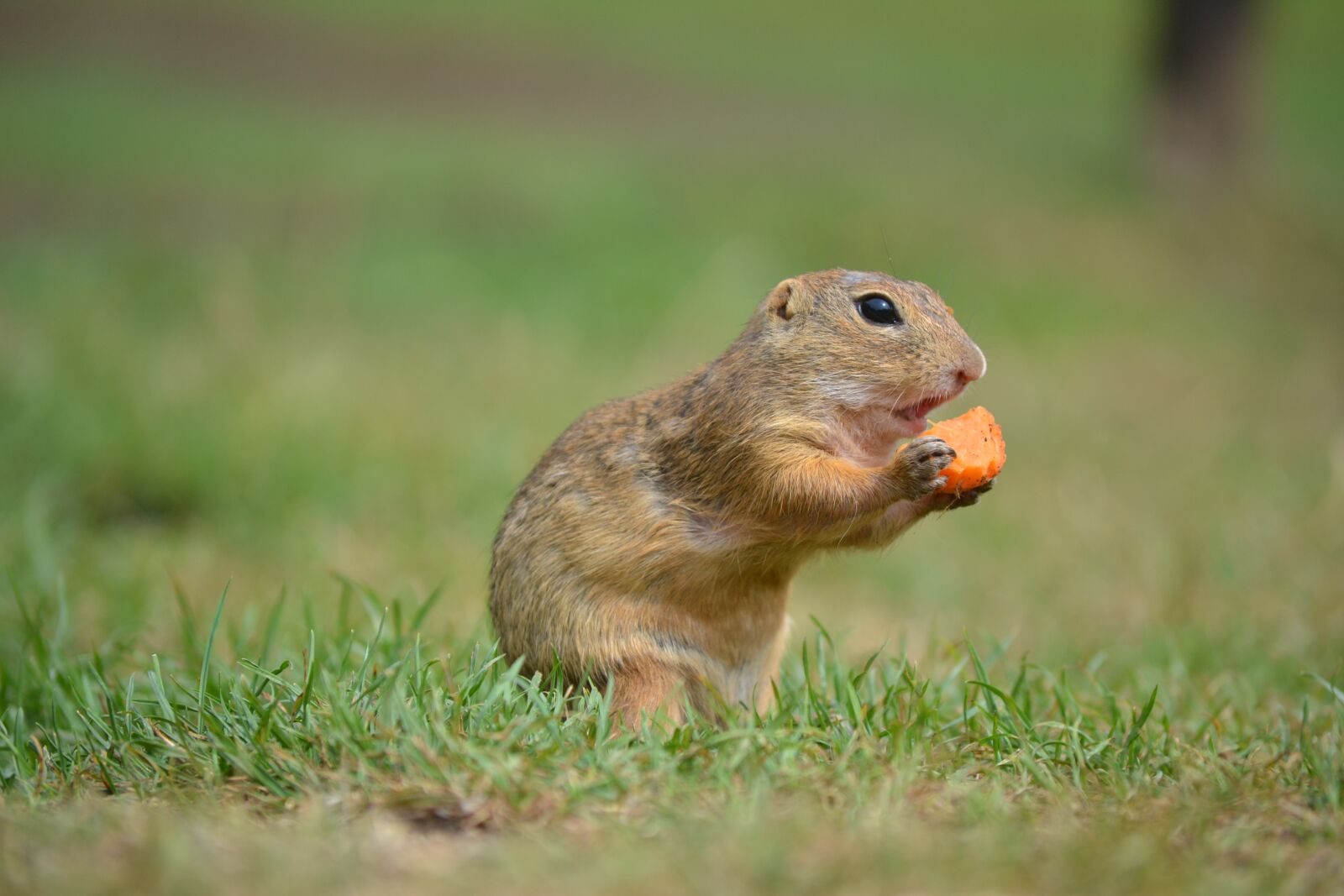 Nikon D3100 sample photo. Marmot, mur nska planina photography
