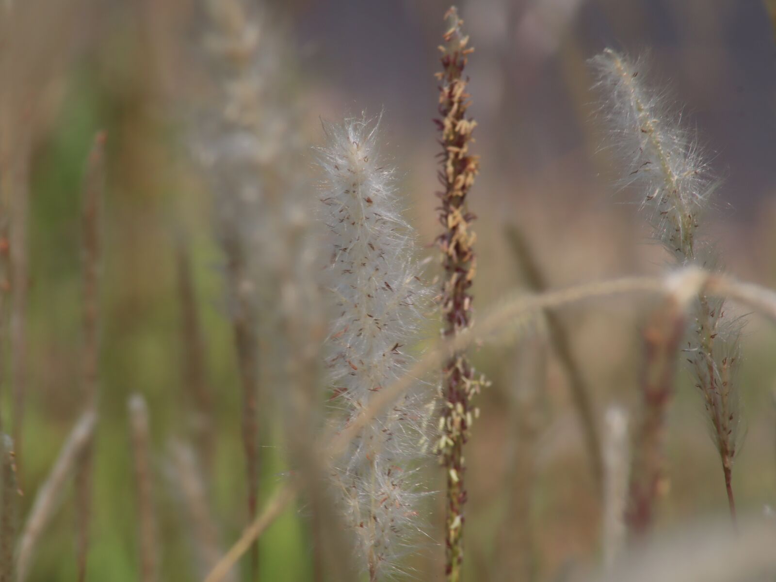 Canon EOS M50 (EOS Kiss M) sample photo. Imperata, flowers, wild photography