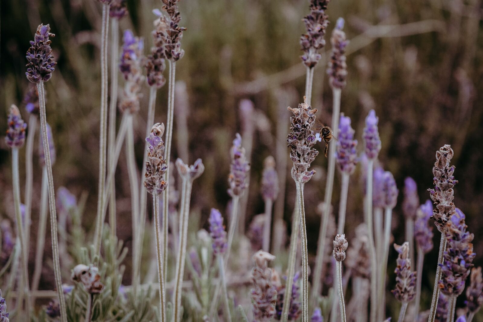 Nikon D7100 sample photo. Lavender, bee, nature photography