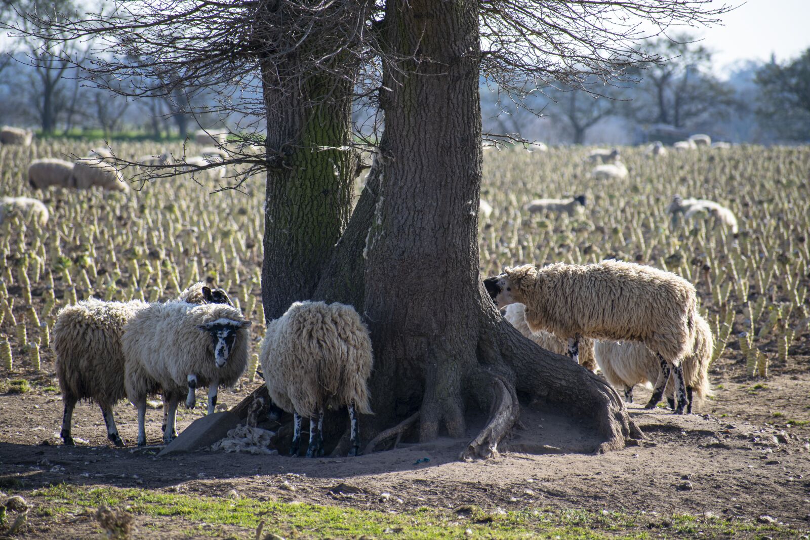 Nikon D3300 sample photo. Sheep, field, rural photography