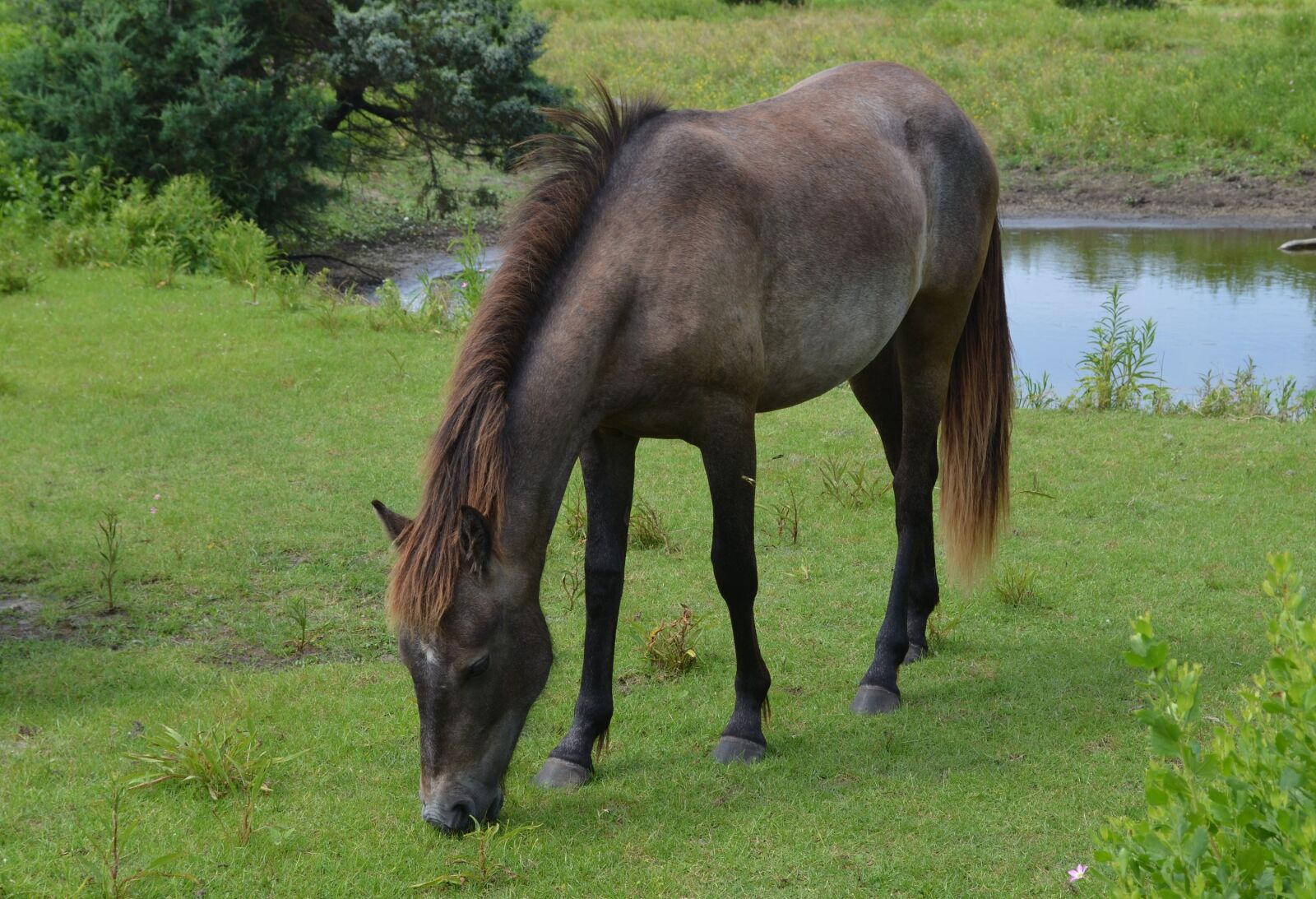 Nikon D5100 sample photo. Horse, feral, animal photography