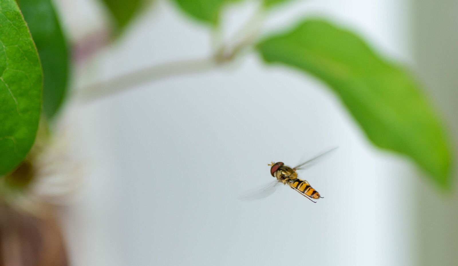 Tamron SP 90mm F2.8 Di VC USD 1:1 Macro sample photo. Insect, summer, stripes photography