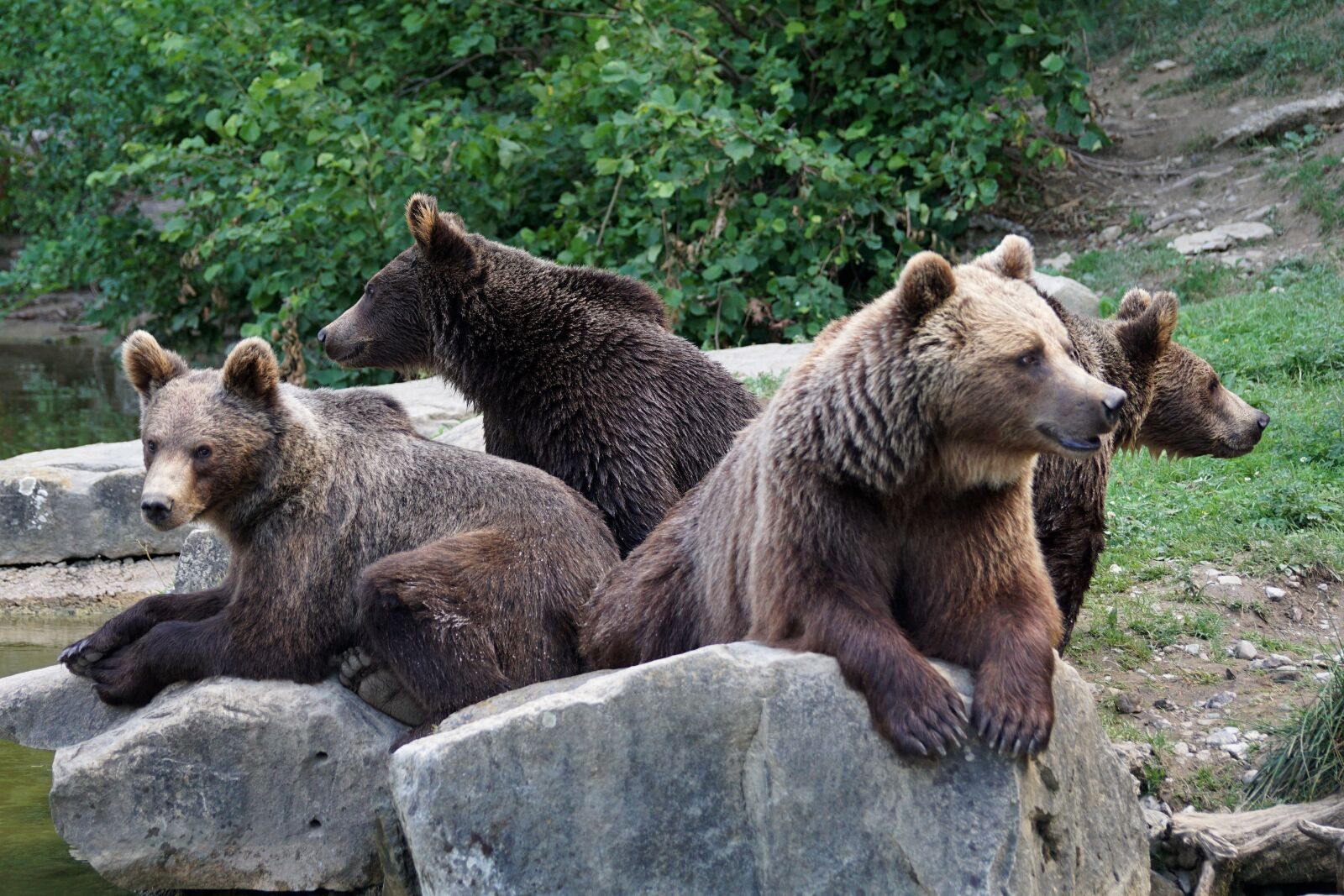 Sony DT 55-300mm F4.5-5.6 SAM sample photo. Bear, brown bears, nature photography