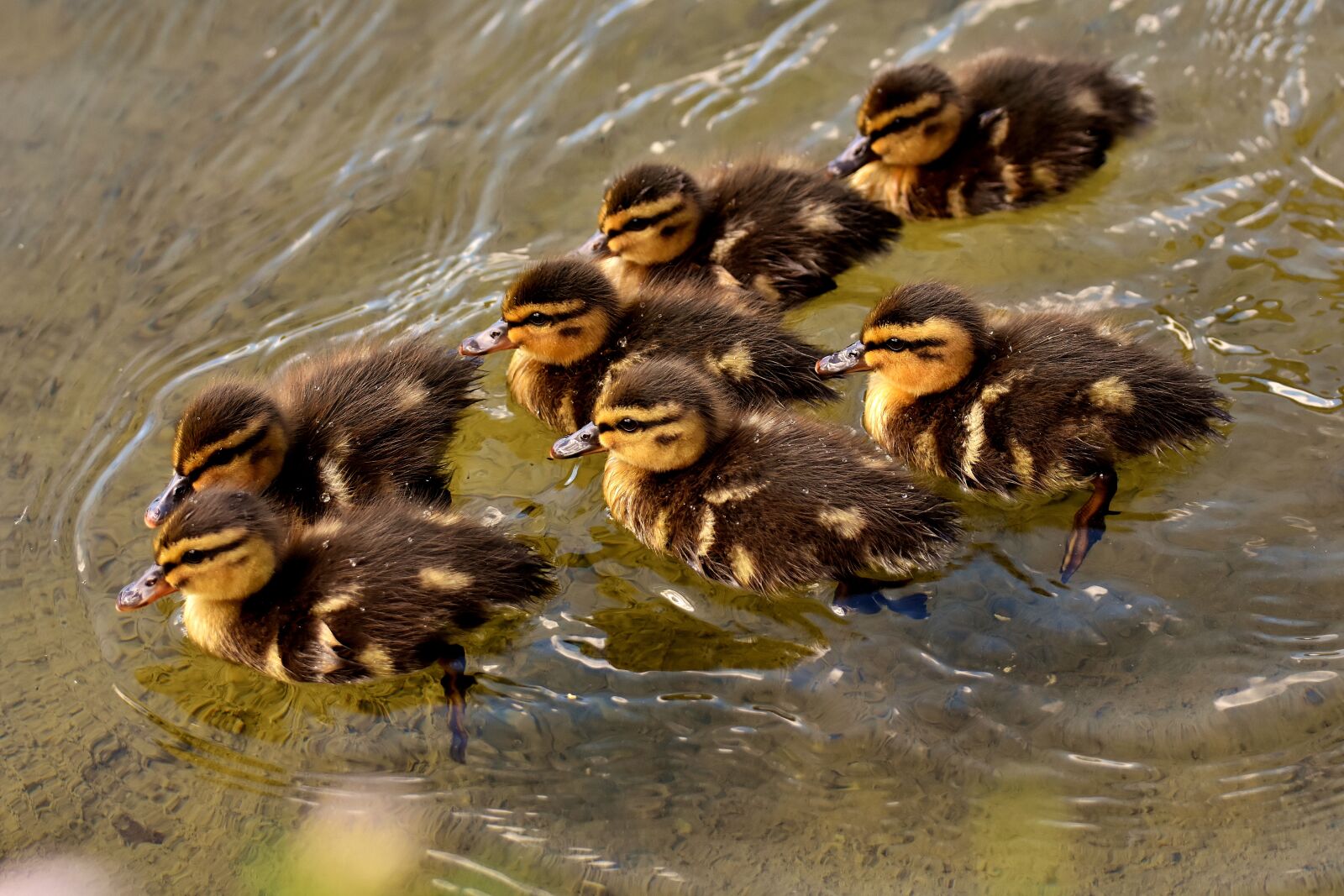Nikon D7200 sample photo. Mallard, chicks, baby photography
