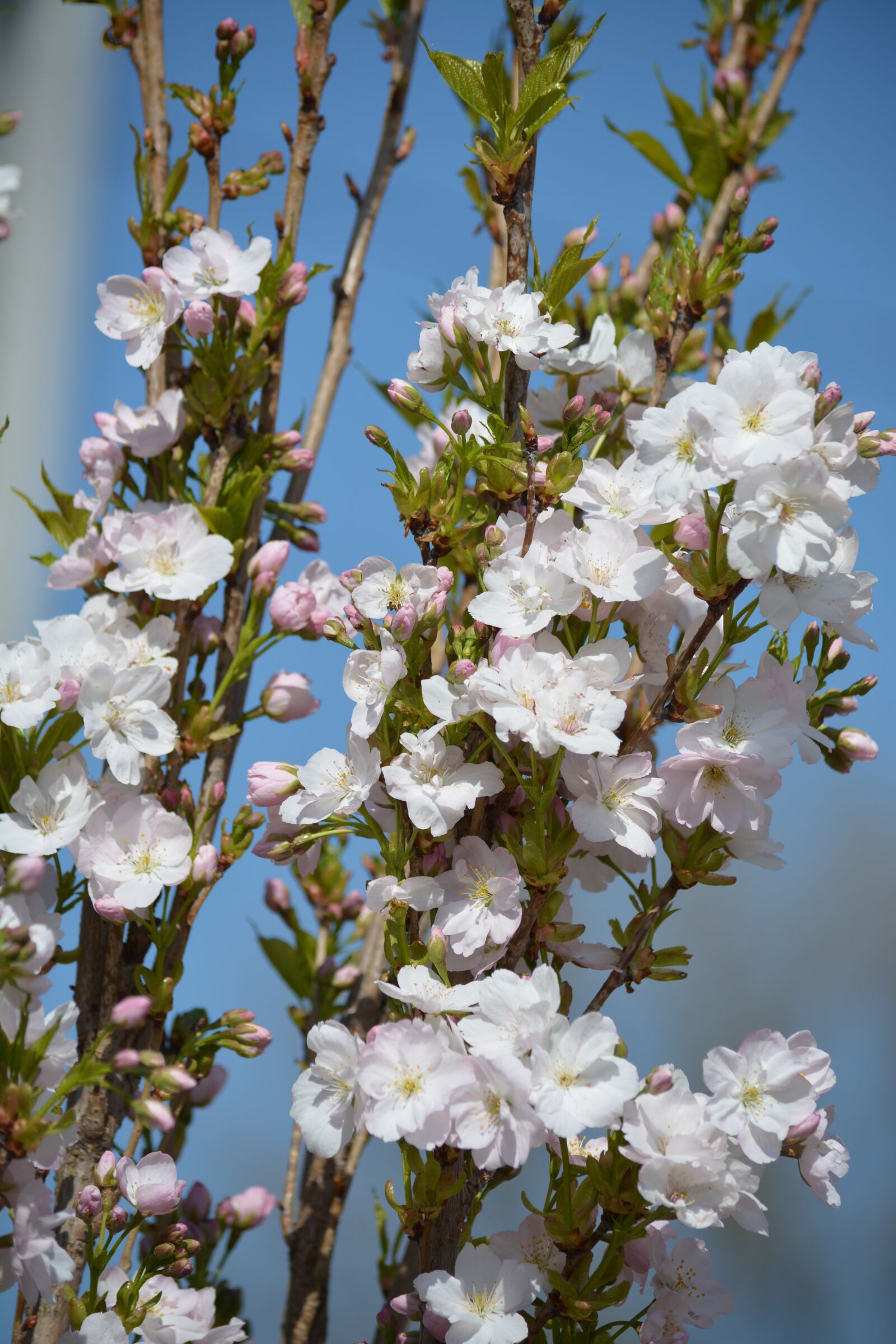 Nikon D7100 sample photo. Blossom, bloom, spring photography