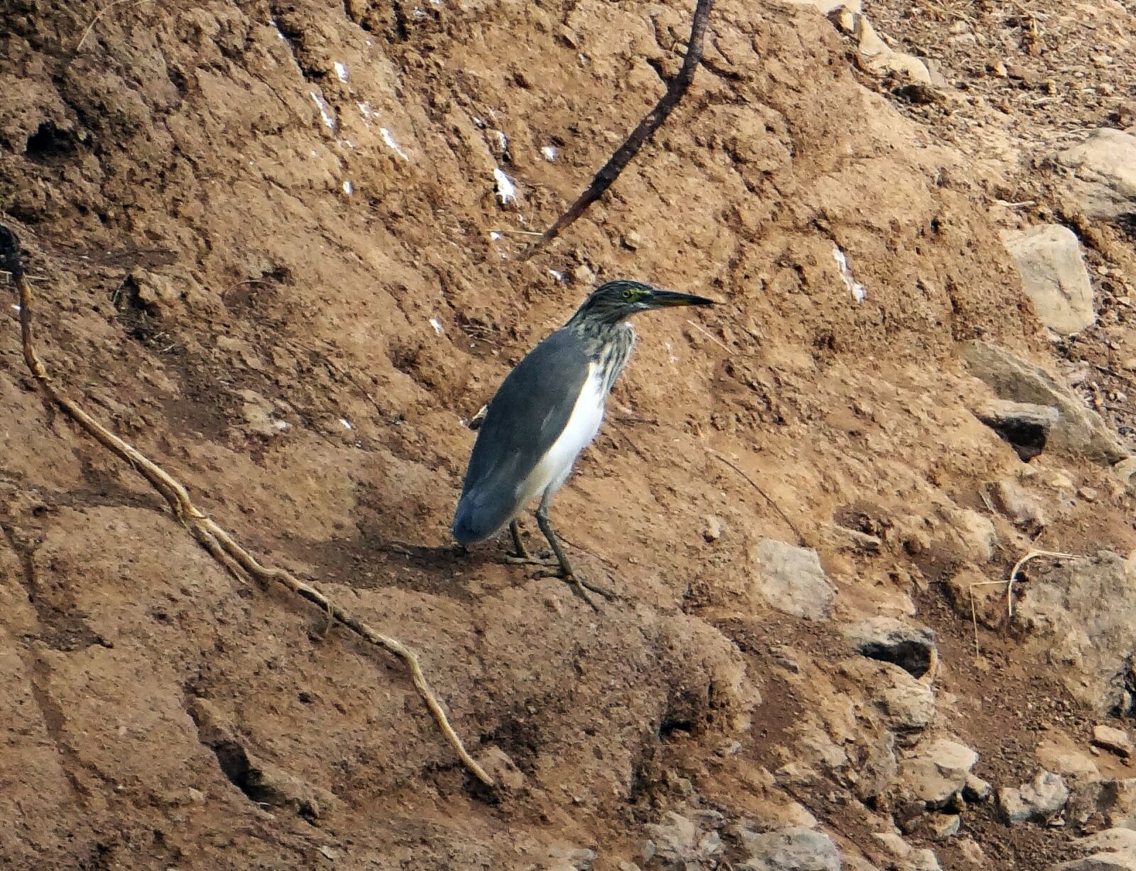 Sony DSC-HX200V sample photo. Indian pond heron, pond photography