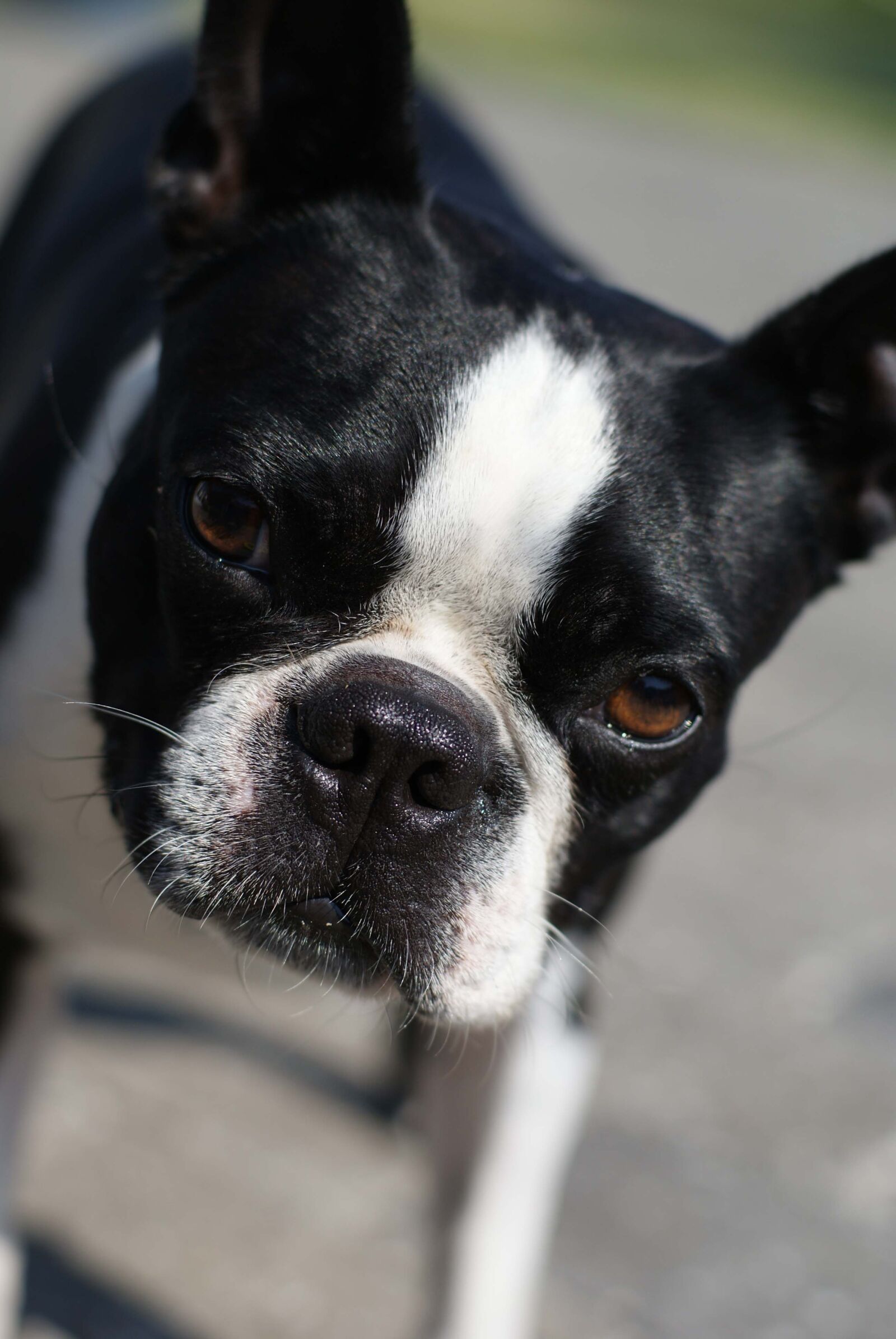 Sony Alpha DSLR-A300 sample photo. Dog, boston terrier, friend photography