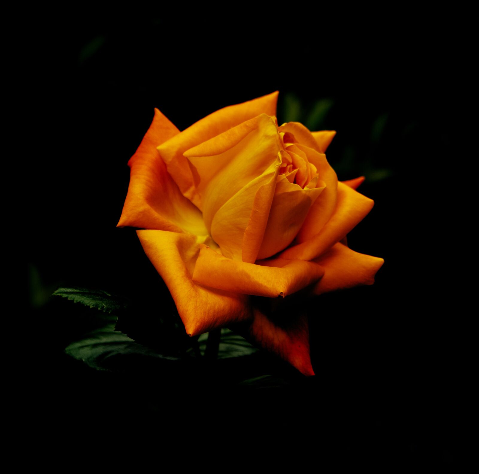 Nikon D750 sample photo. Flowers, rosa, orange photography