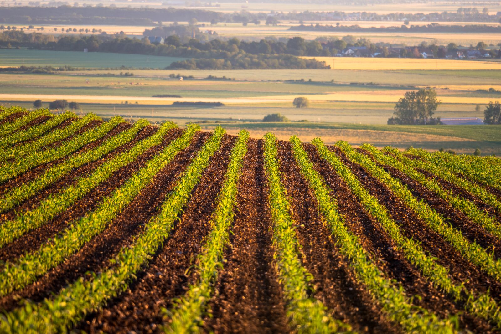 Canon PowerShot G3 X sample photo. Field, cornfield, arable photography