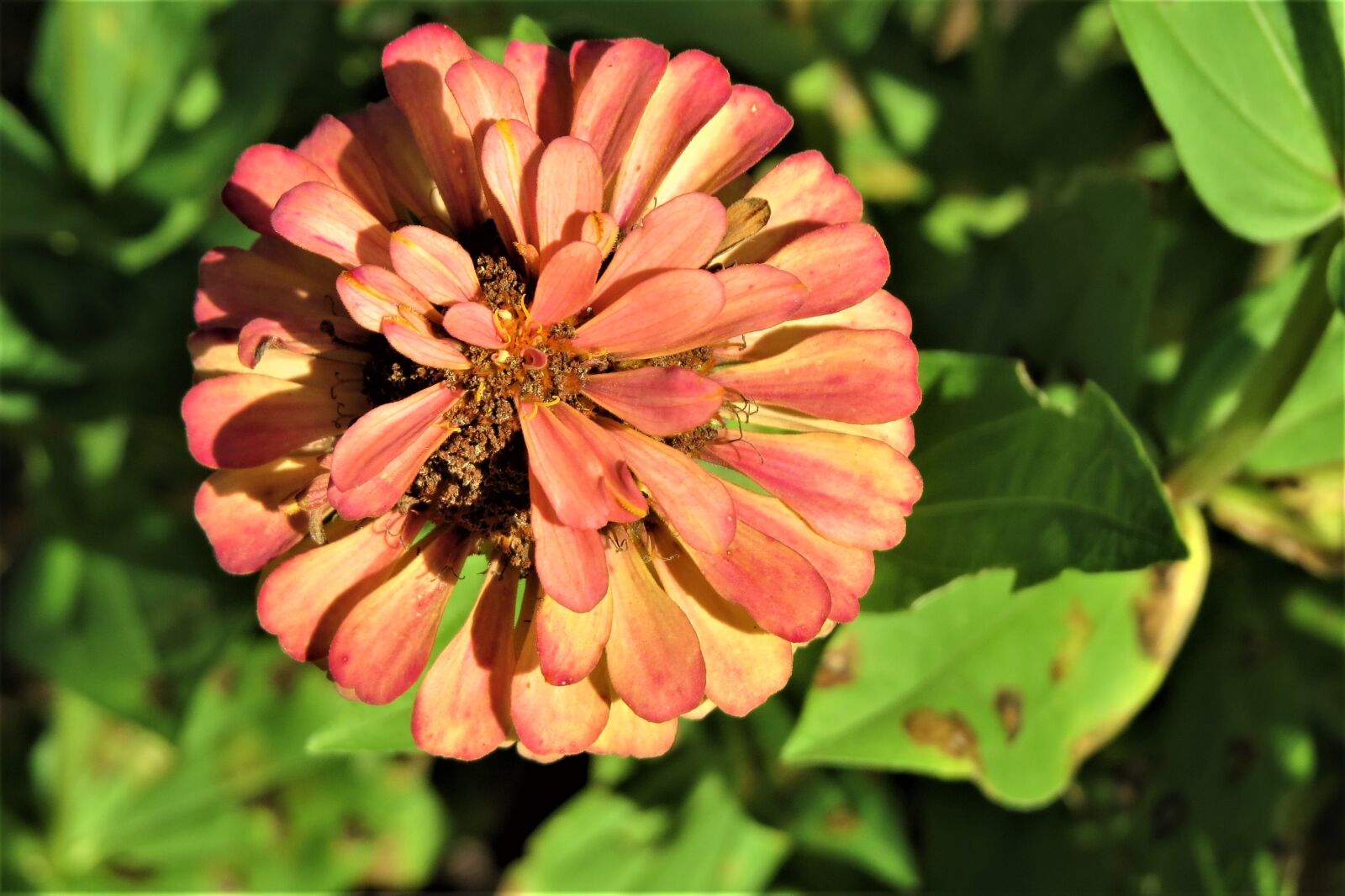 Canon PowerShot SX50 HS sample photo. Flower, rust, orange photography