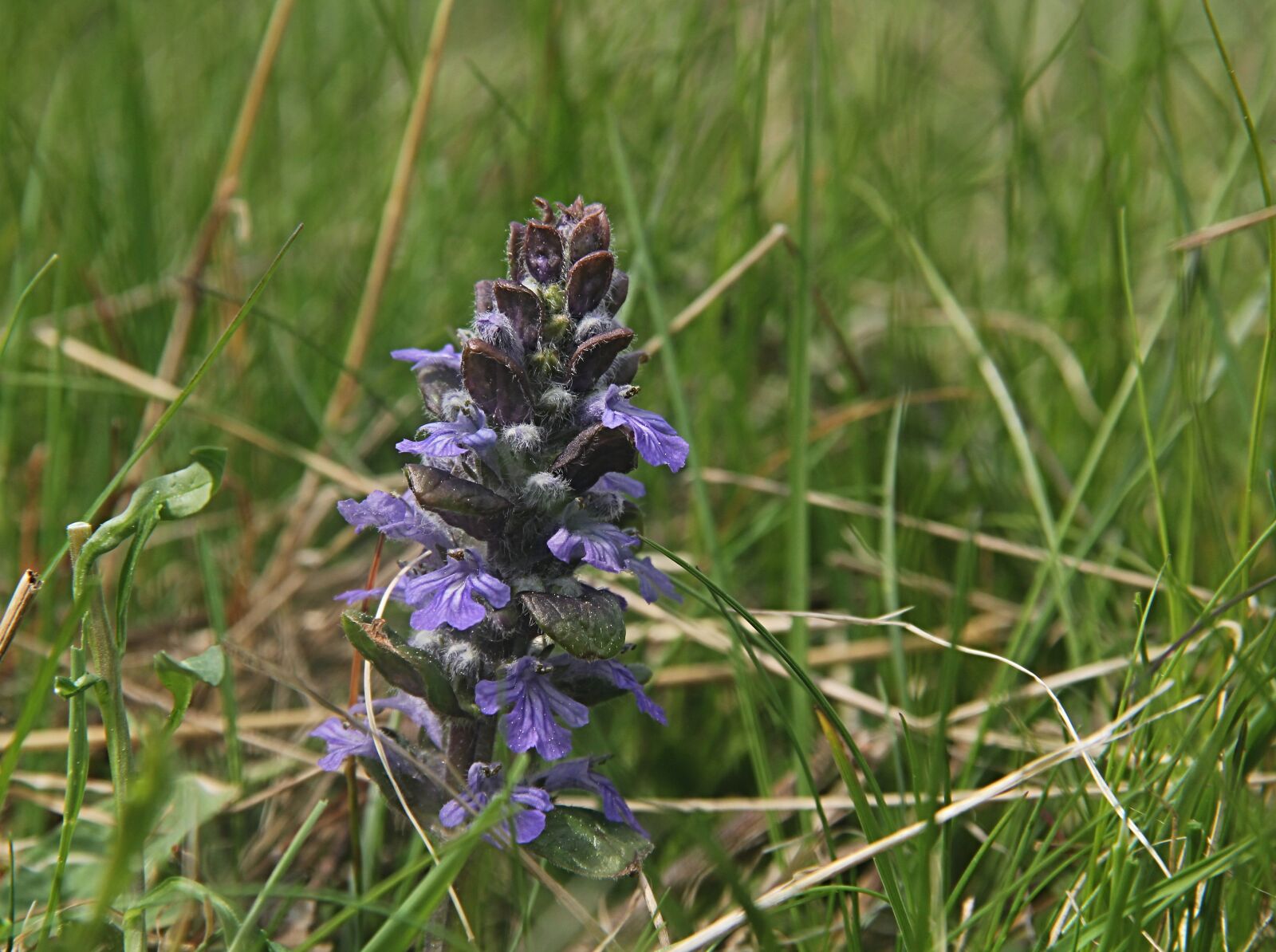 Canon EOS 550D (EOS Rebel T2i / EOS Kiss X4) sample photo. Ajuga reptans, flower, close photography