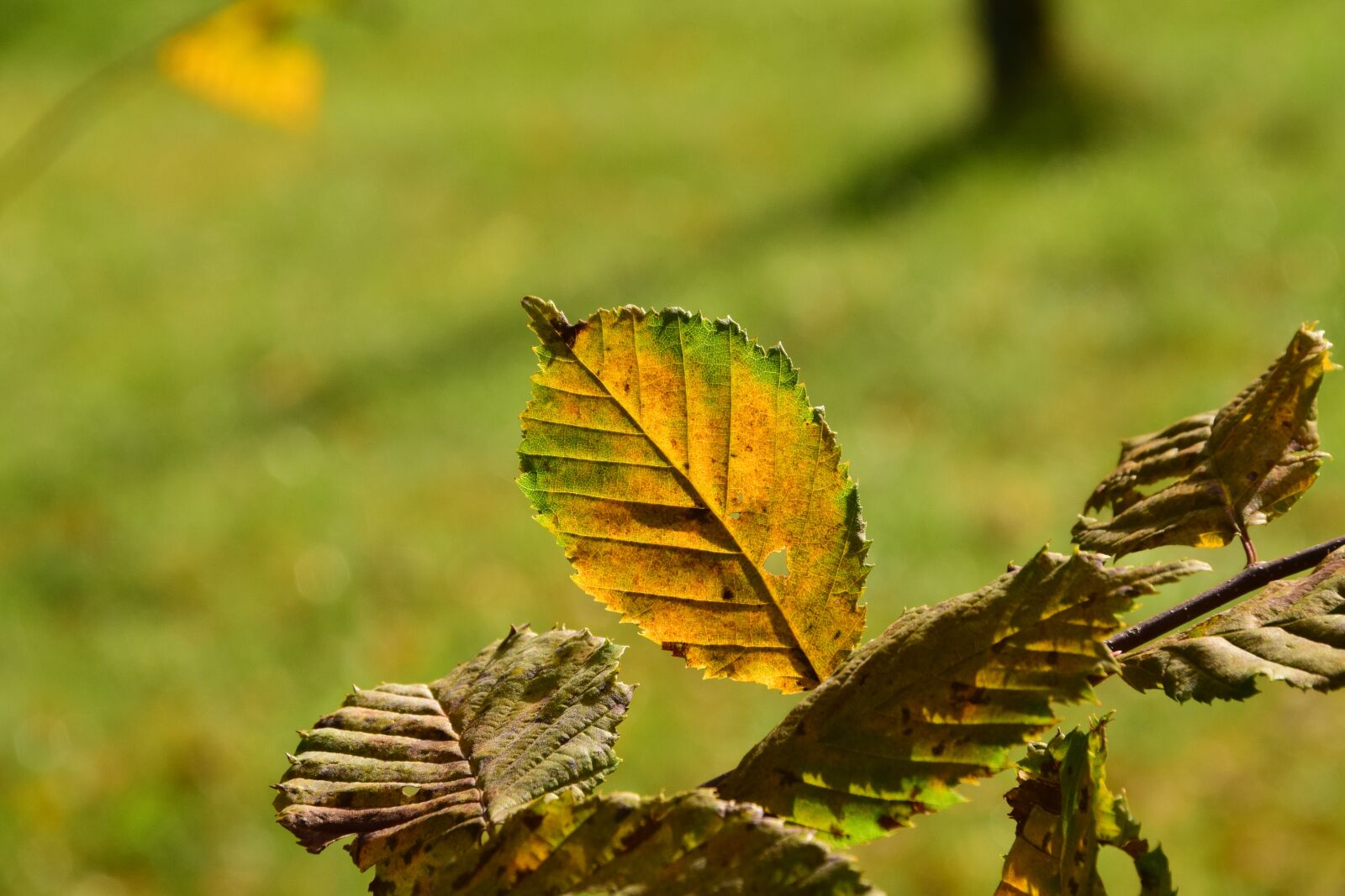 Nikon D3300 sample photo. Leaves, autumn, fall foliage photography