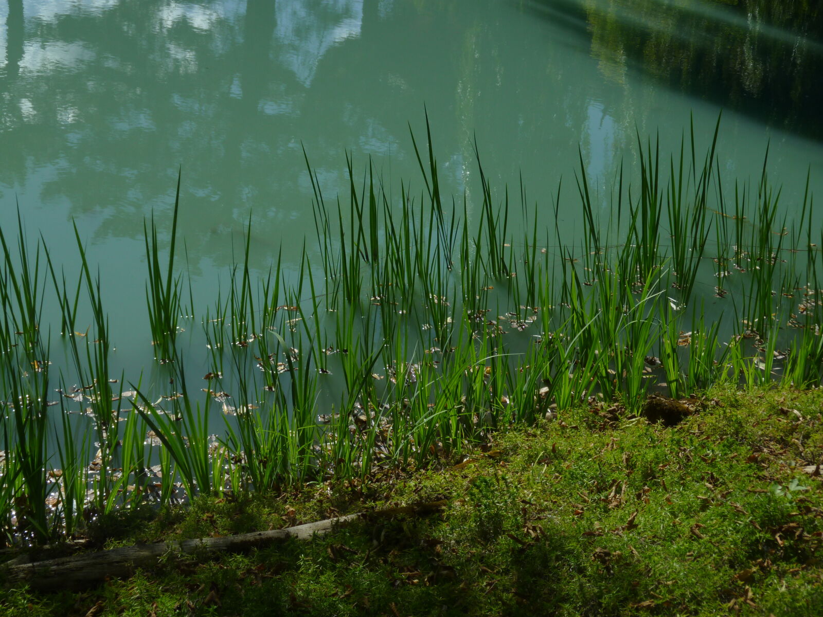 Panasonic DMC-ZR1 sample photo