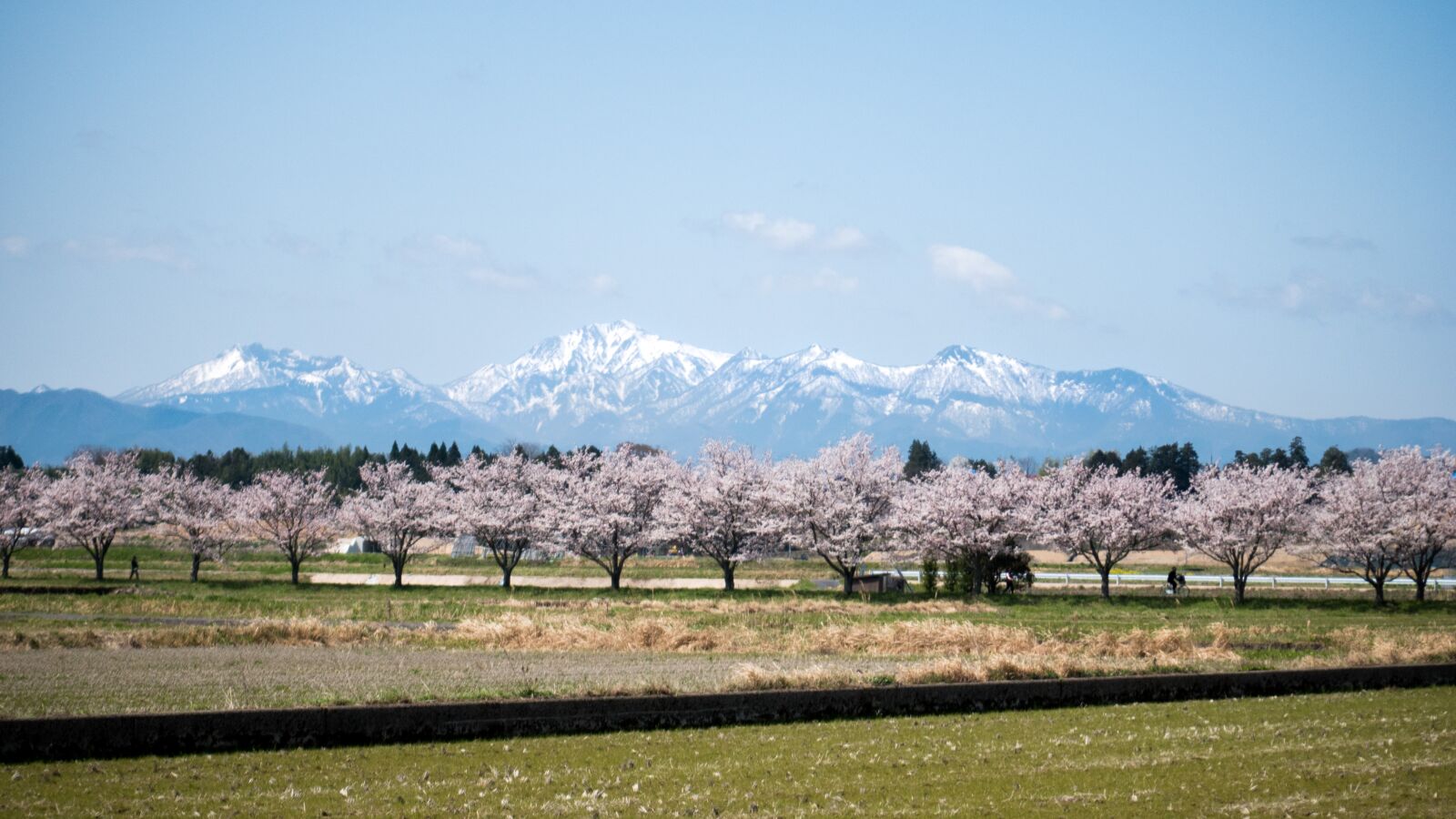 Panasonic Lumix G 42.5mm F1.7 ASPH Power OIS sample photo. Sakura, cherry blossom, japan photography