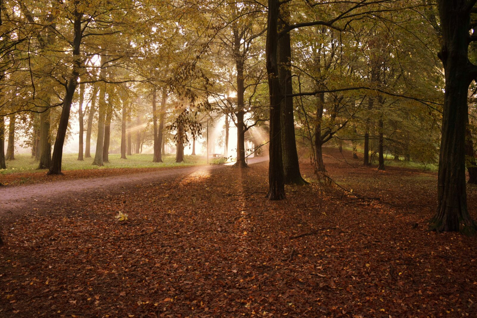 Nikon D3300 sample photo. Germany, fall, autumn photography