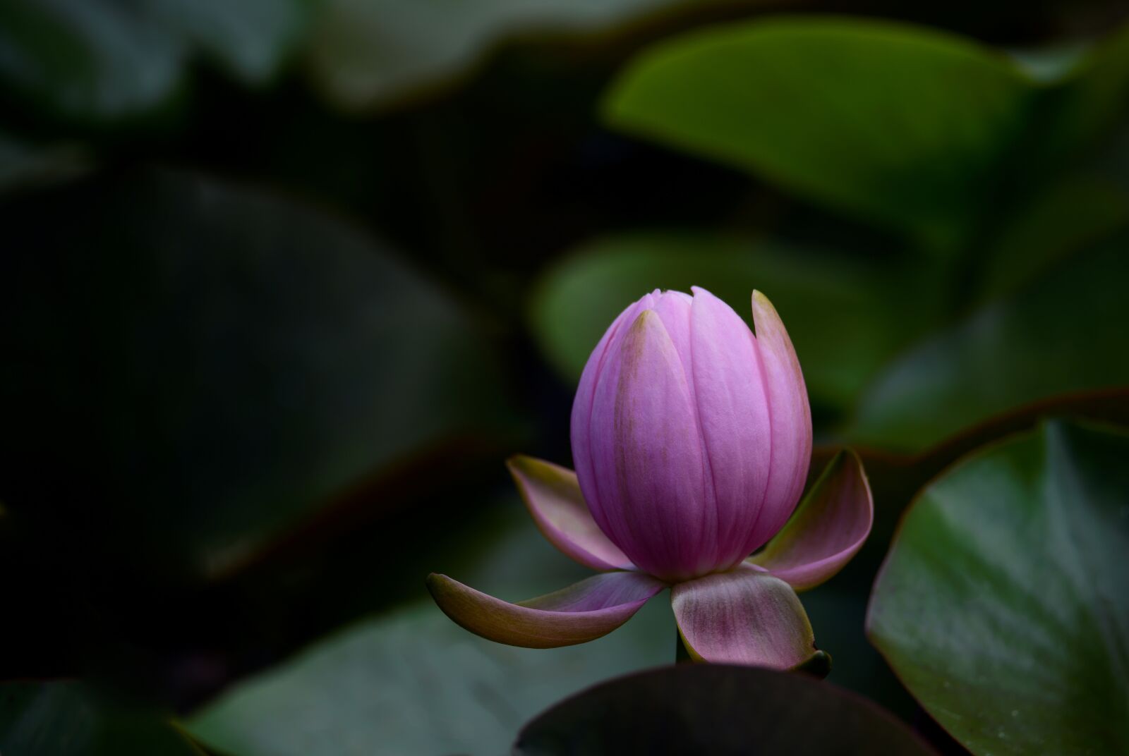Nikon D810 sample photo. Water lily, nature, pond photography