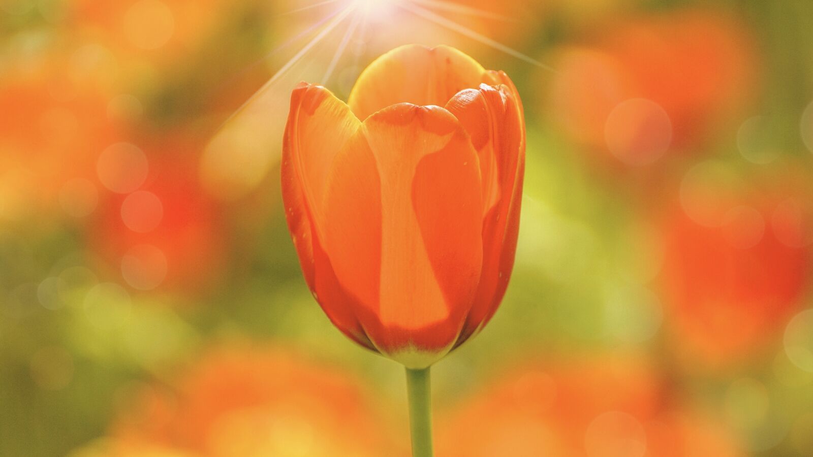 Sony DT 55-300mm F4.5-5.6 SAM sample photo. Tulips, flowers, spring photography