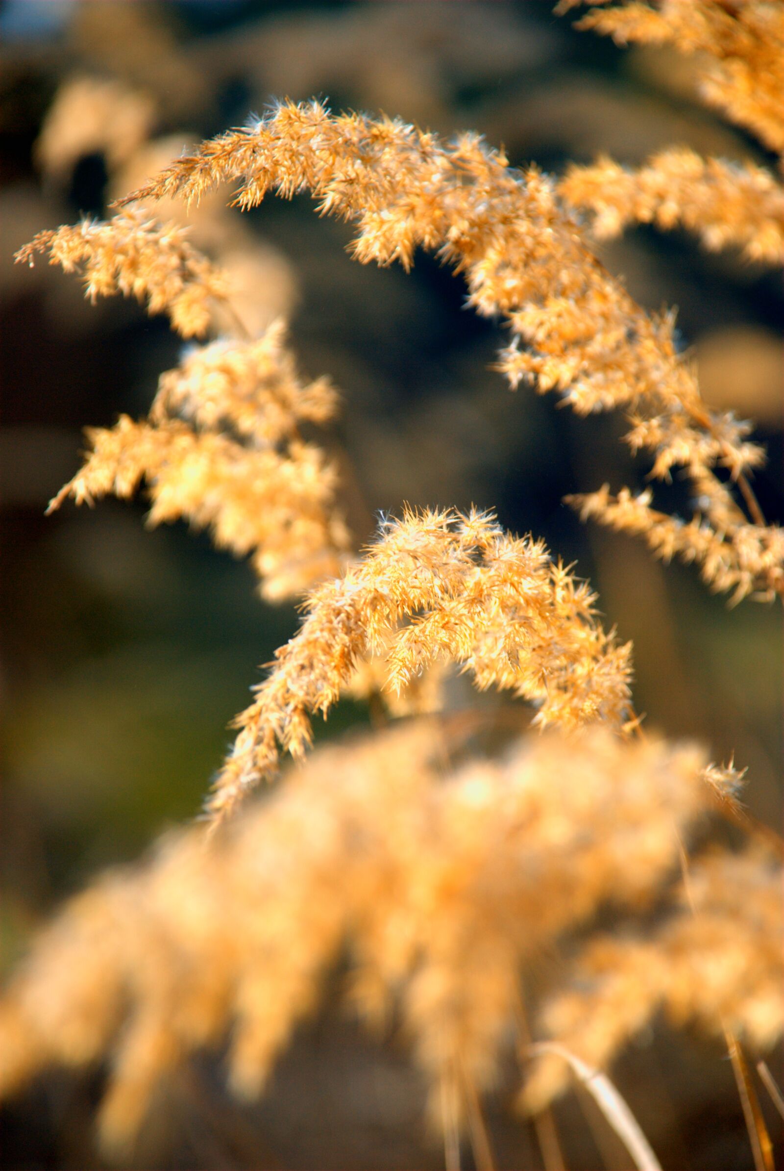 Nikon D80 sample photo. Macro, flower, flora photography