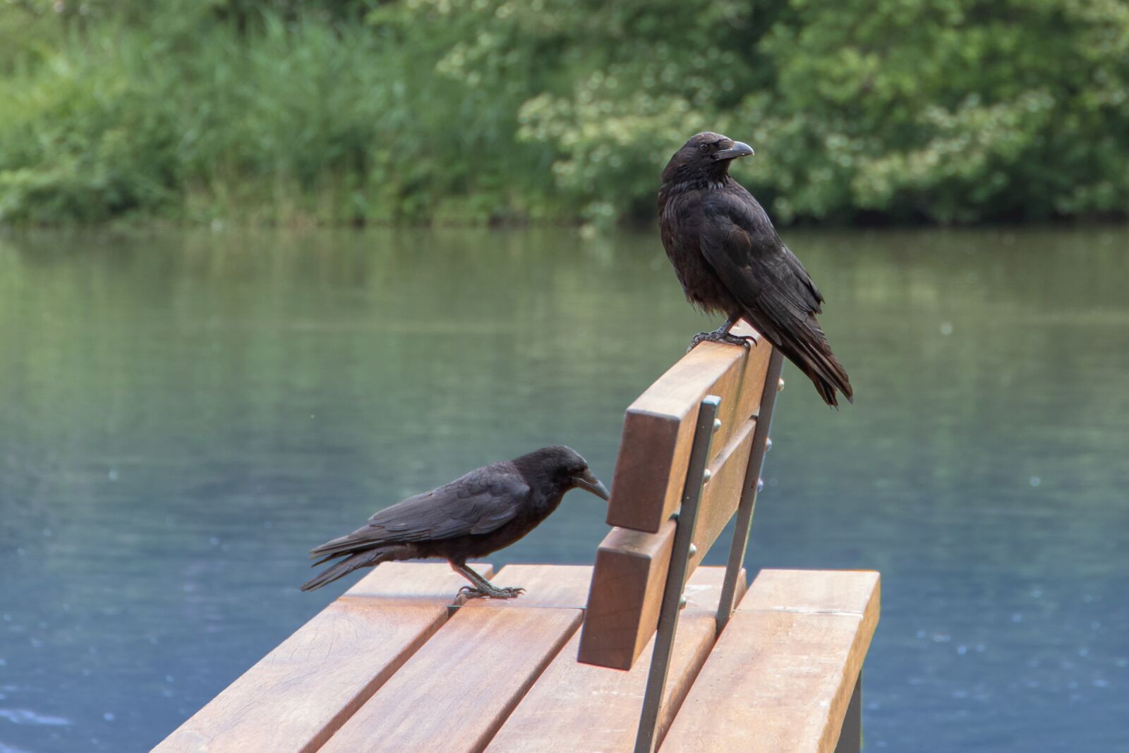 Canon EOS 6D Mark II sample photo. Dig, corvidae, black photography