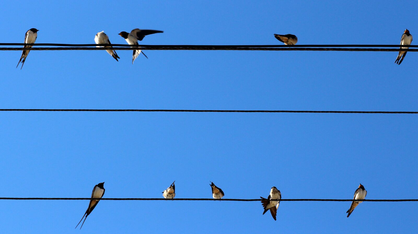 Canon EOS 700D (EOS Rebel T5i / EOS Kiss X7i) + Canon EF 85mm F1.8 USM sample photo. Swallow, birds, wire photography