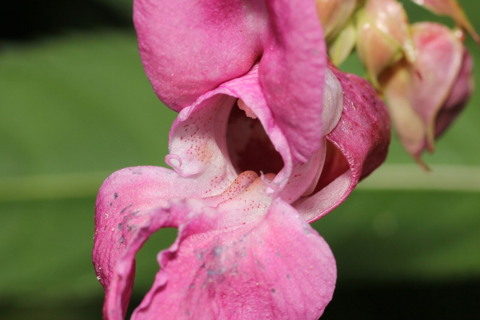 Canon EOS 60D sample photo. Flower, sprinkle, mouth photography