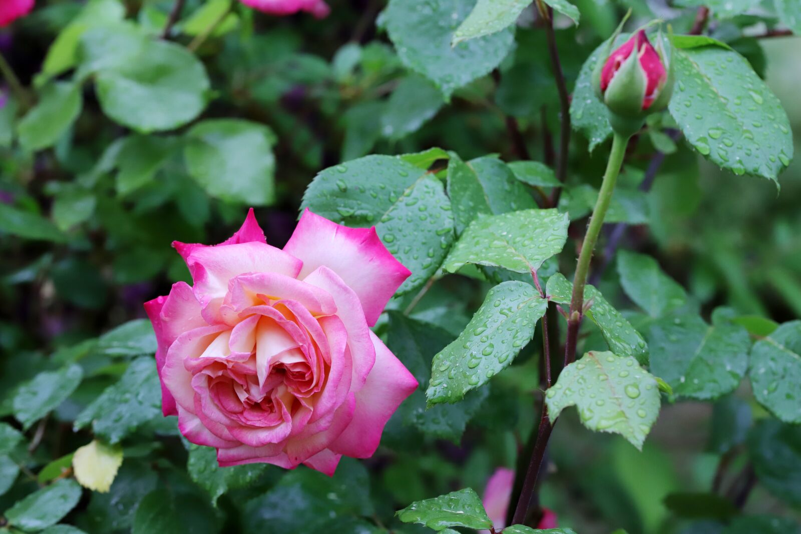 Canon EOS 6D Mark II sample photo. Rose, petal, flowers photography