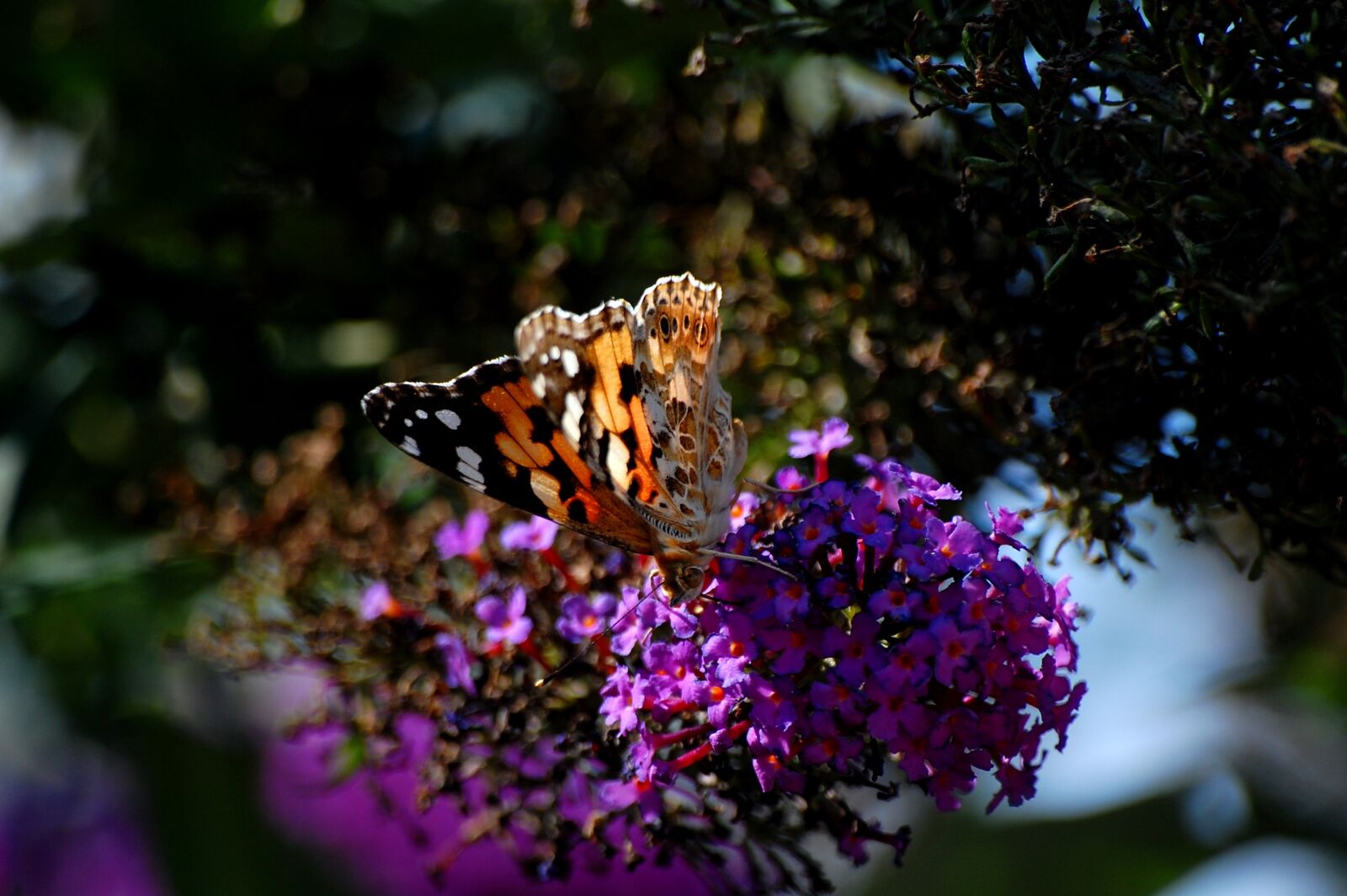 Nikon D40 sample photo. Butterfly, insect, nature photography