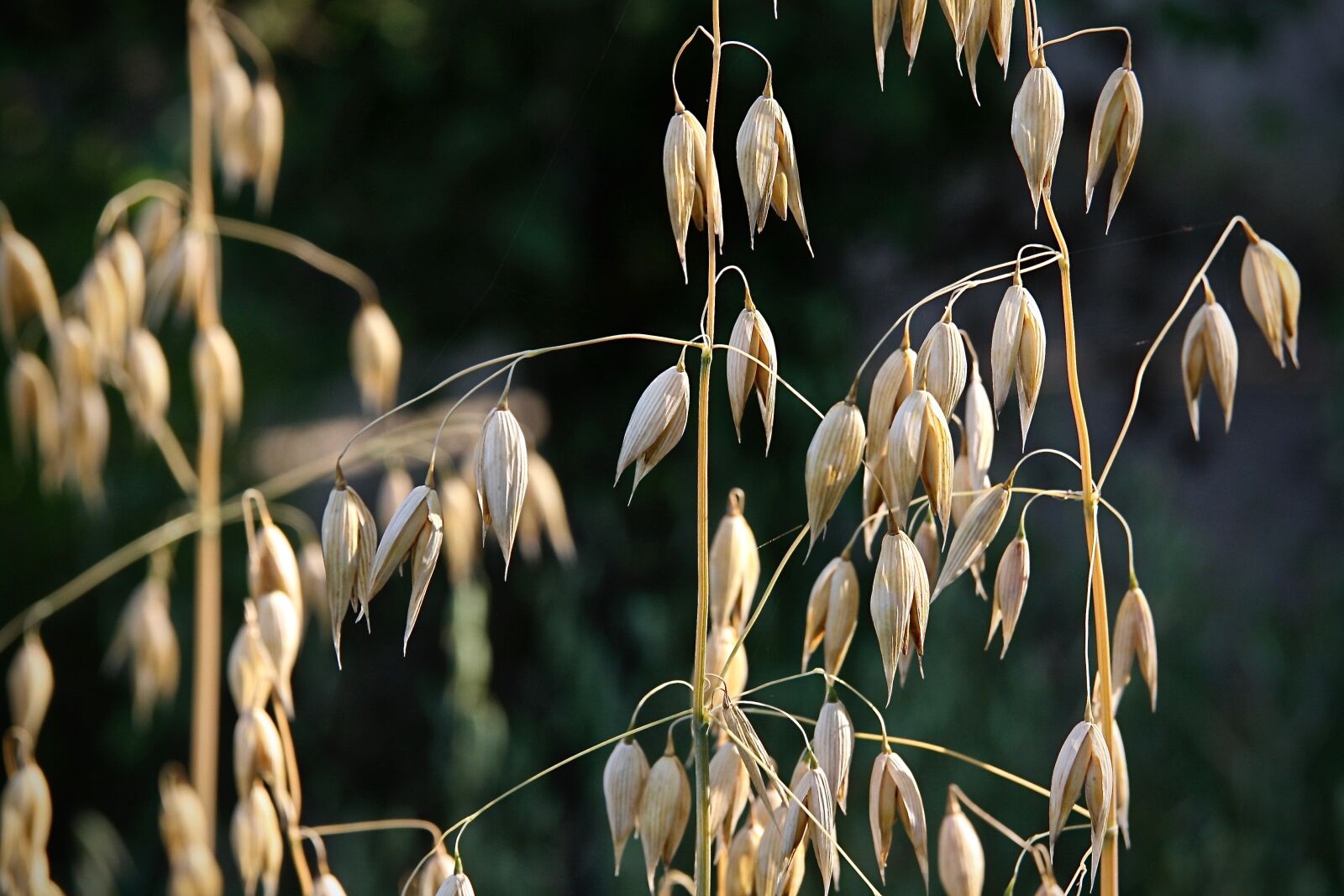 Canon EOS 400D (EOS Digital Rebel XTi / EOS Kiss Digital X) sample photo. Oats, cereals, grain photography